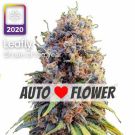 runtz autoflower leafly strain of the year 2020