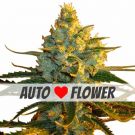 Super Lemon Haze autoflower marijuana seeds
