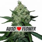 Super Skunk autoflower marijuana seeds