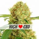 White Widow high CBD feminized marijuana seeds