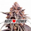 Zkittlez autoflower marijuana seeds