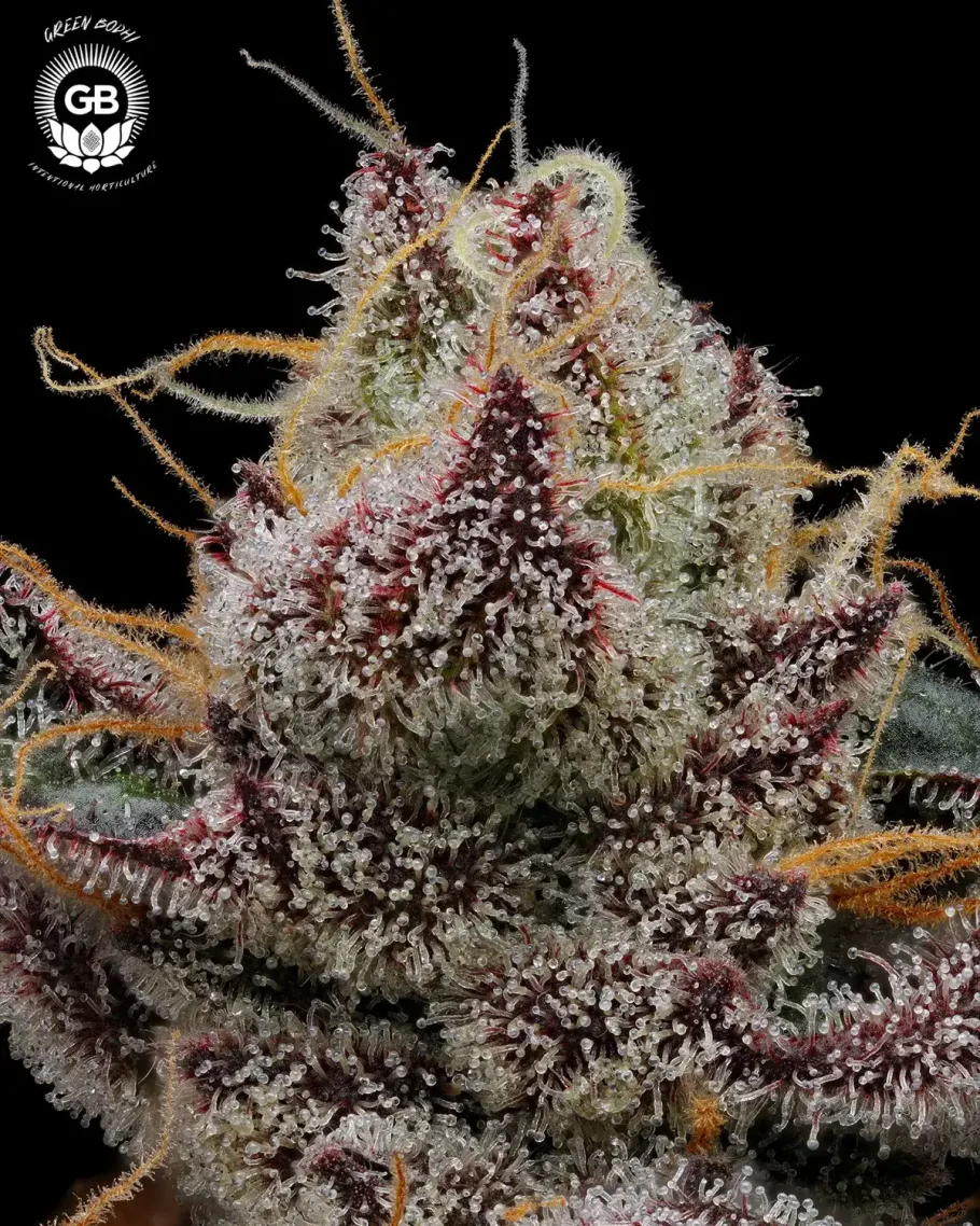 Alien Haze Seeds