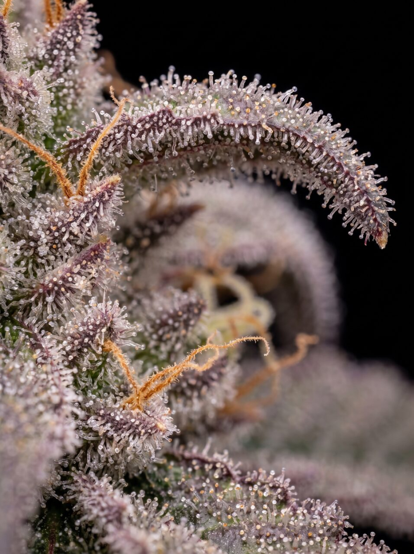 Berry Cheese Autoflower Seeds