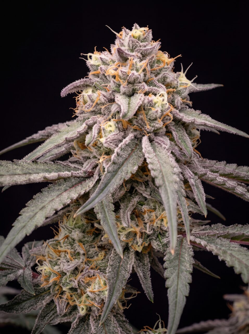 Berry Cheese Autoflower Seeds