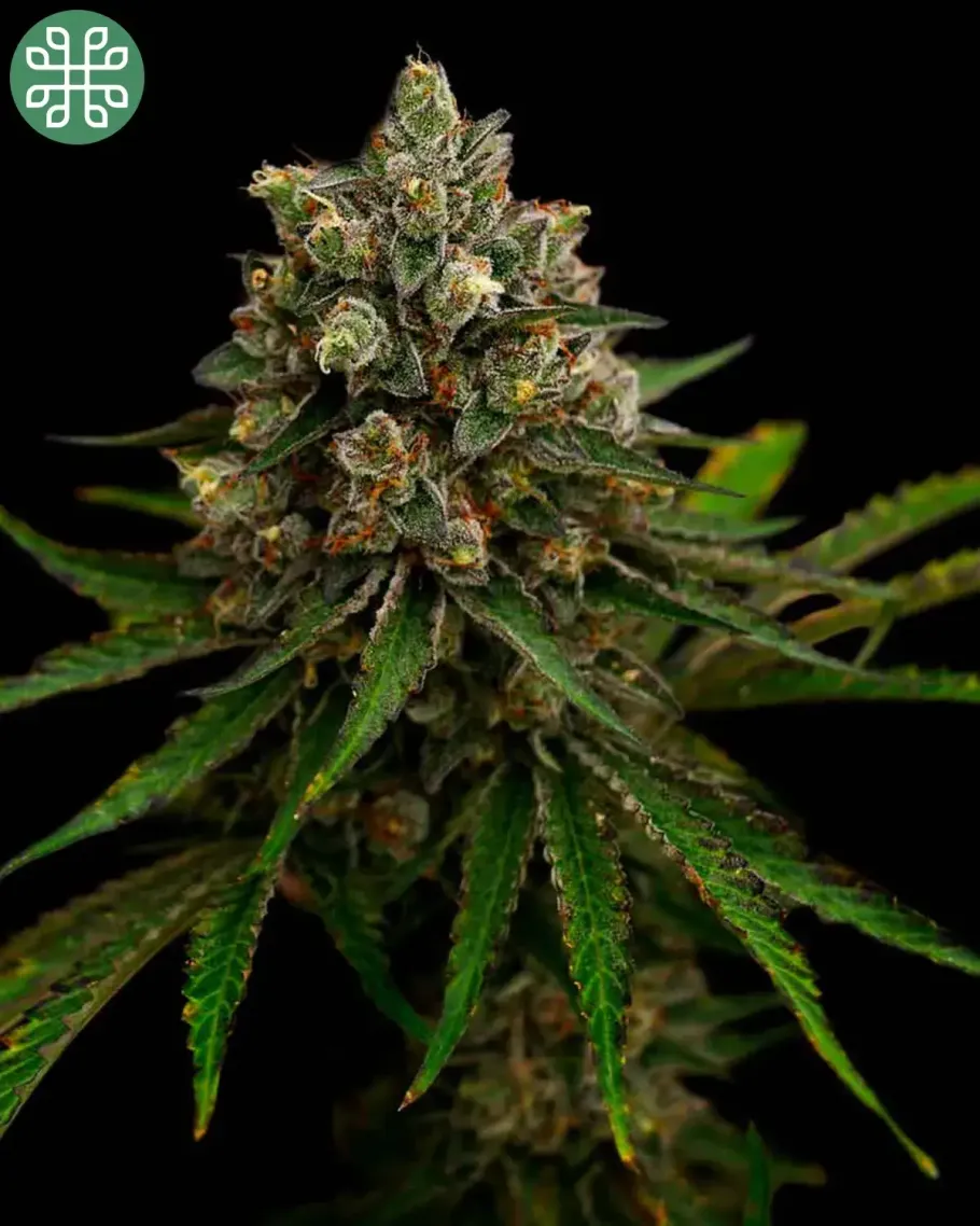 Biscotti Bliss Seeds