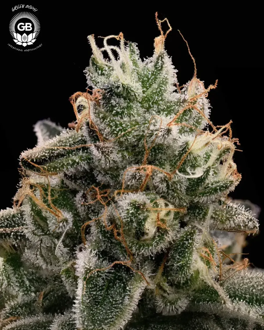 Candy Cane Kush Seeds