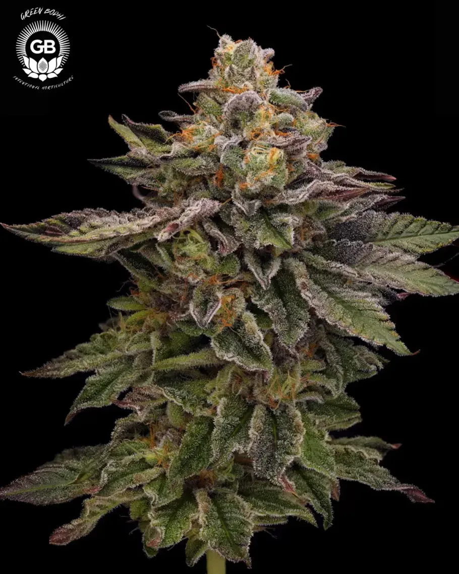 Candy Cane Kush Seeds