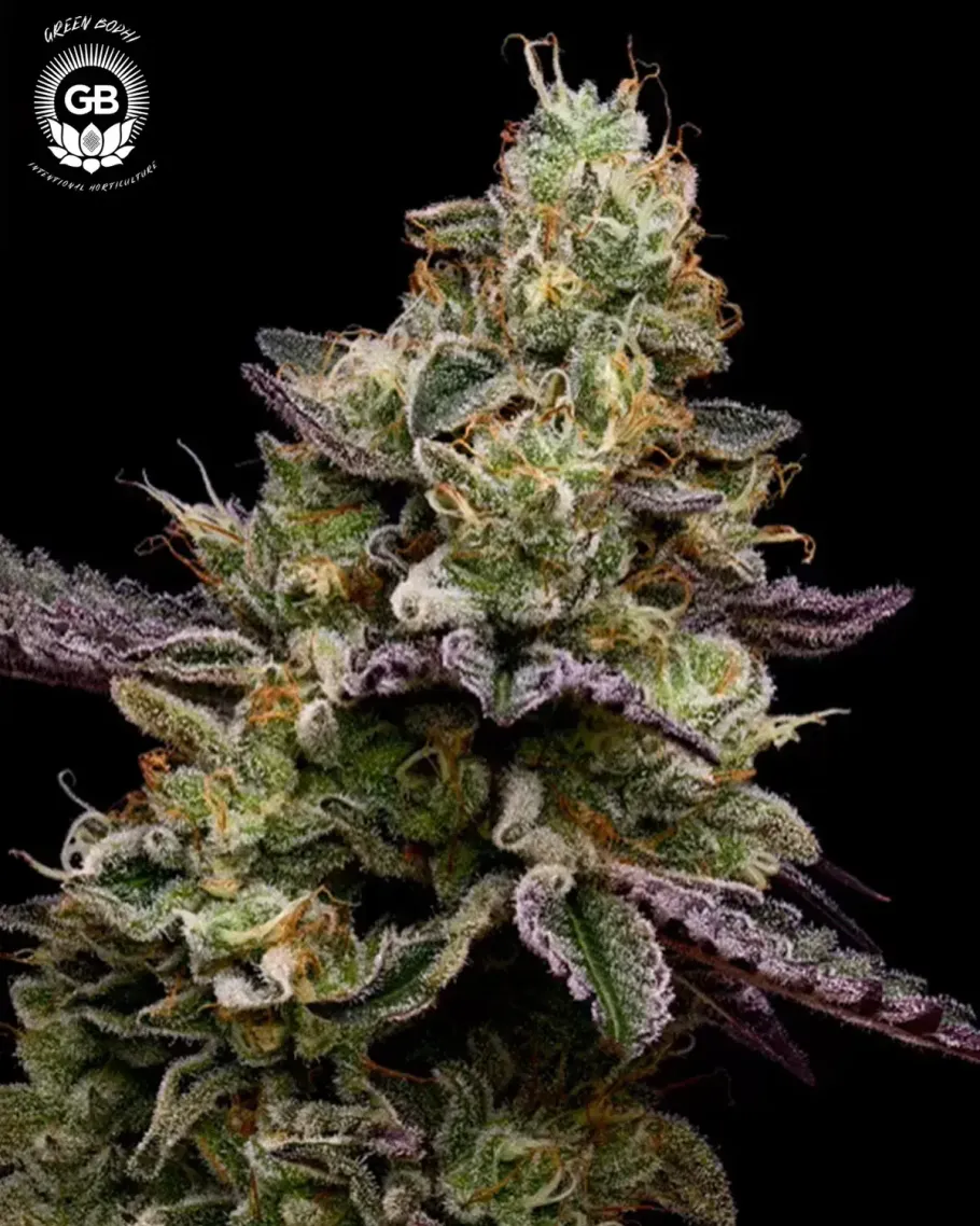 Candy Cane Kush Seeds