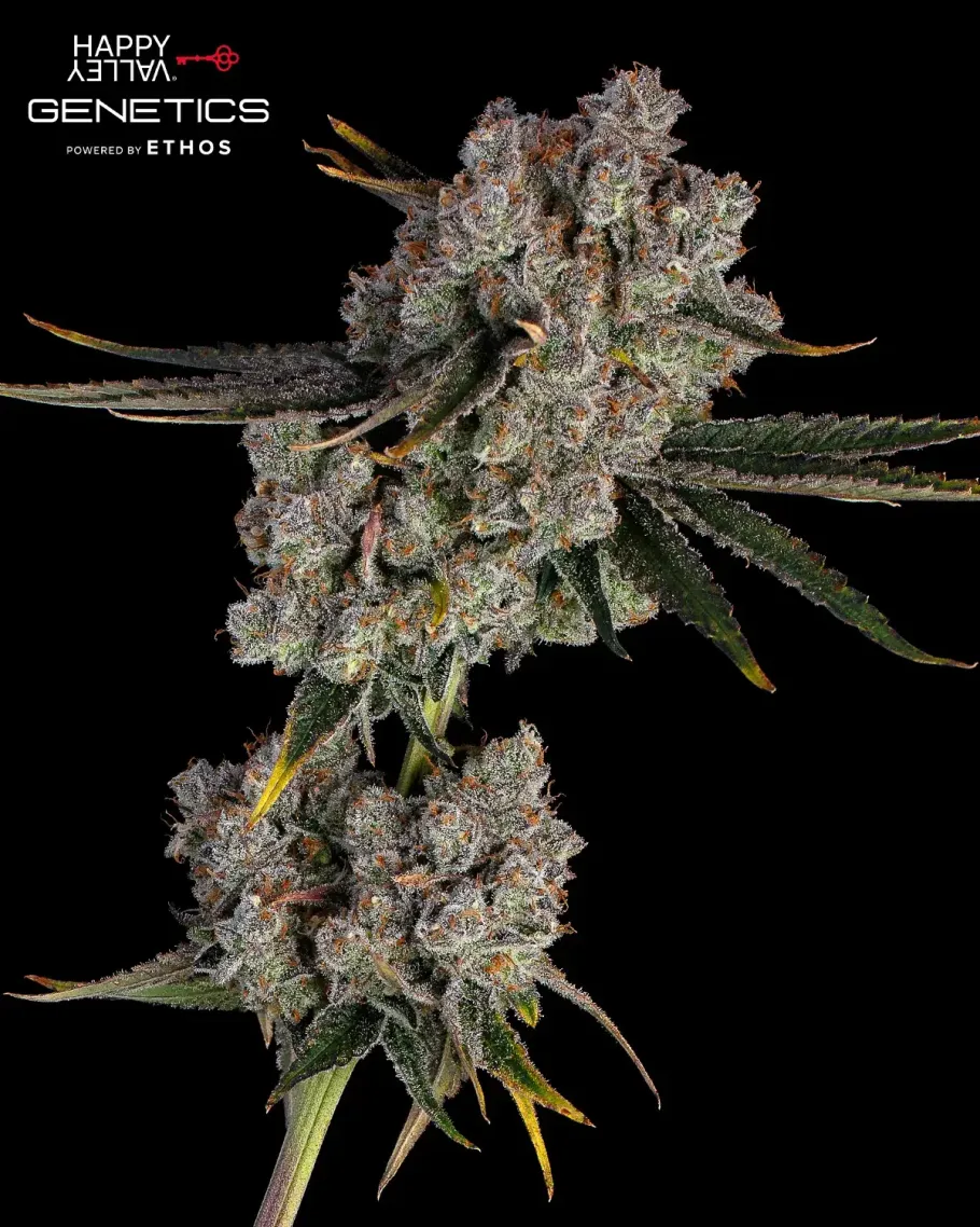 Candy Games #38 Seeds