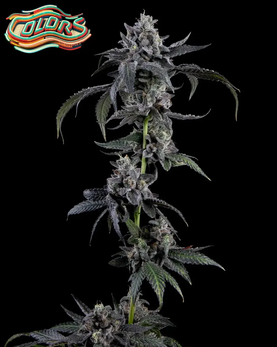 Candy Juice Seeds