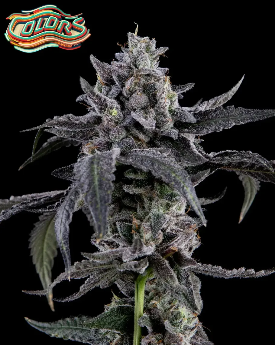 Candy Juice Seeds