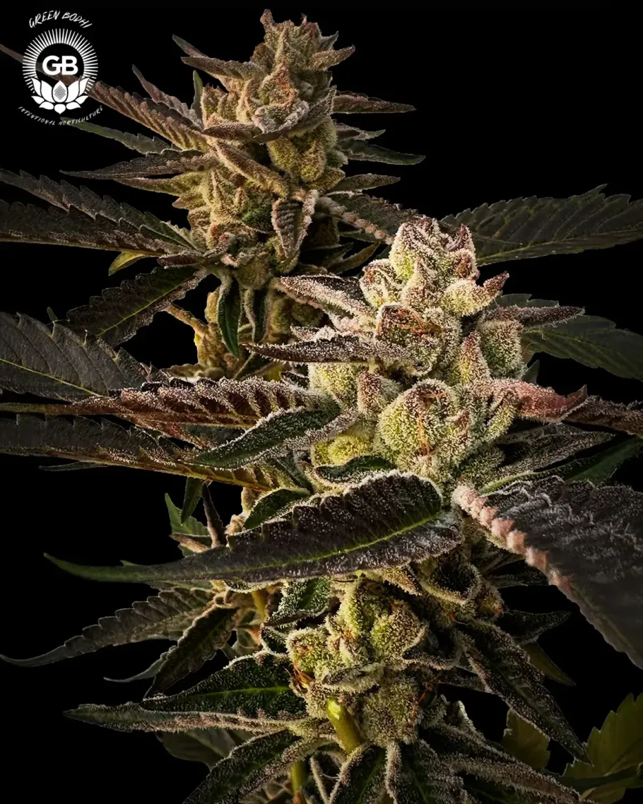 Cherry Gellyz Seeds