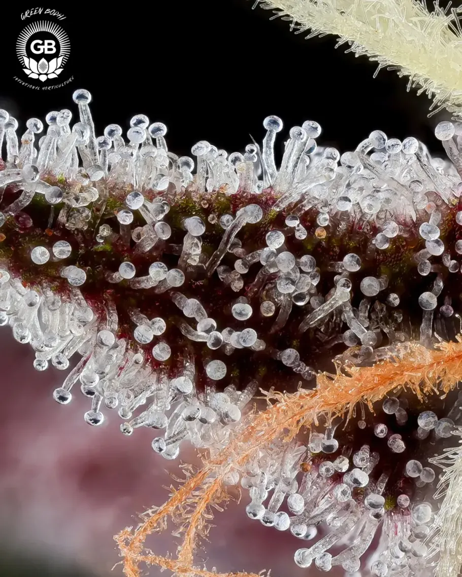Dante’s Haze Seeds