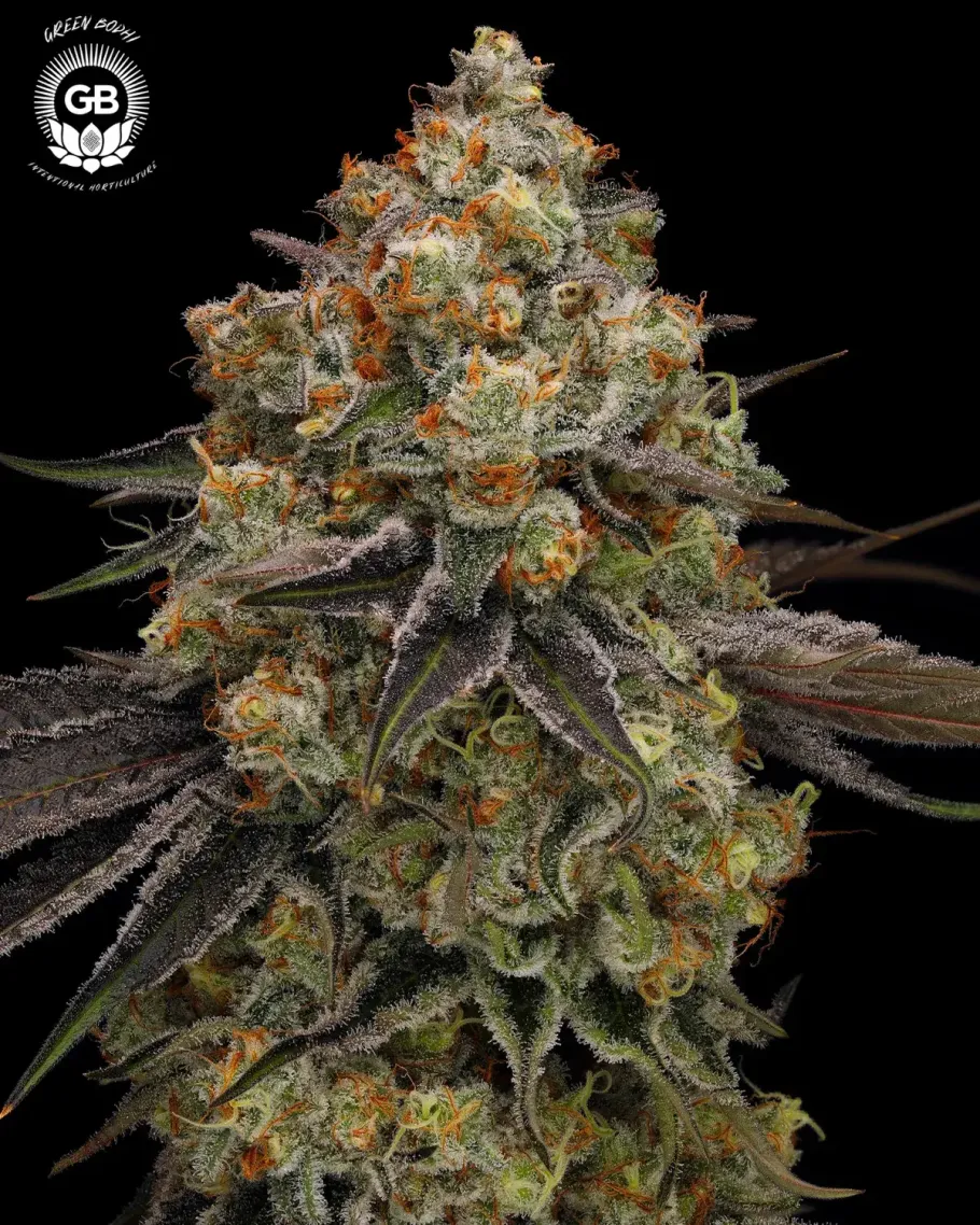 Dante’s Haze Seeds