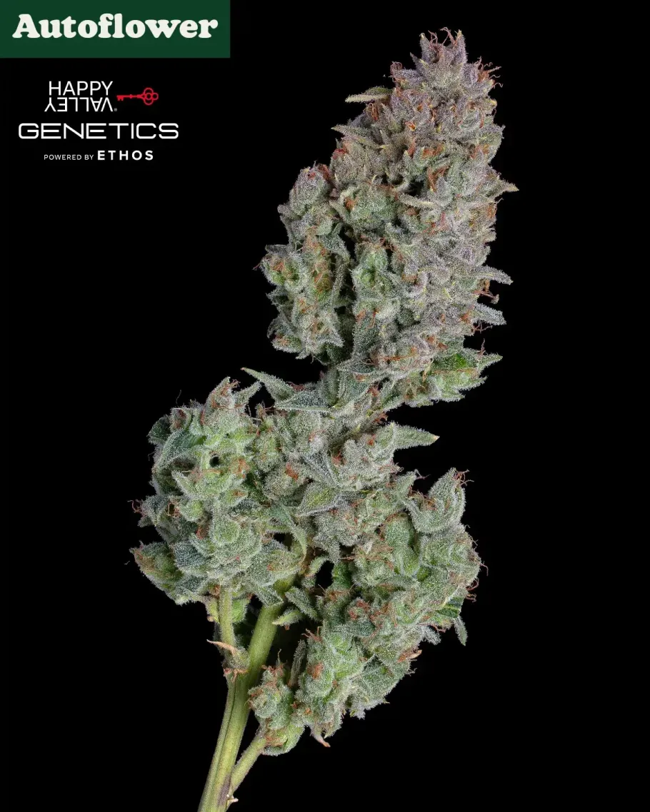 Easy Button Autoflower Seeds
