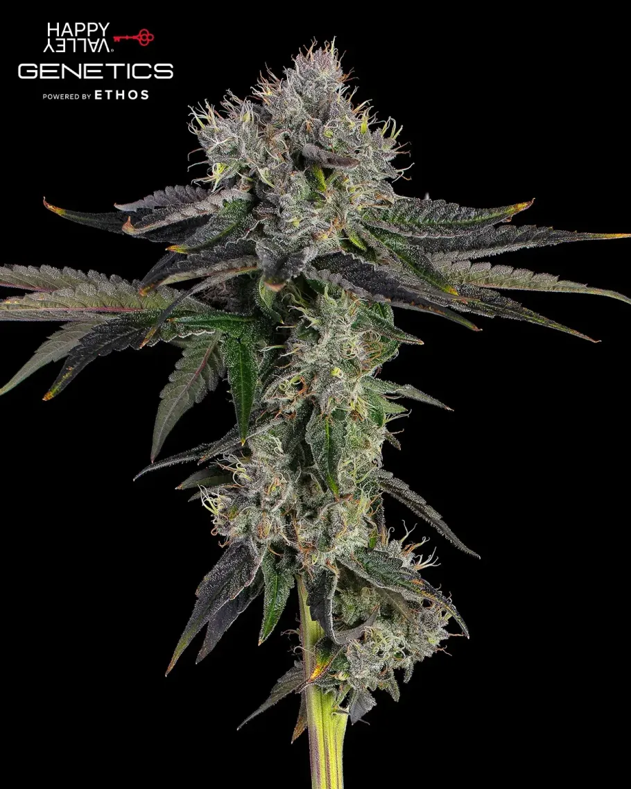 Fighter Mix Pack