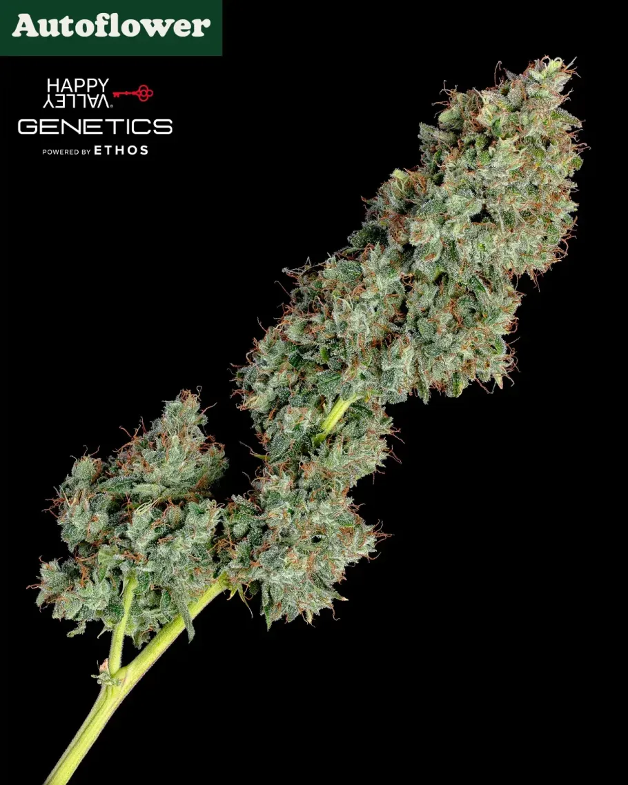 Everglades OG Autoflower Seeds