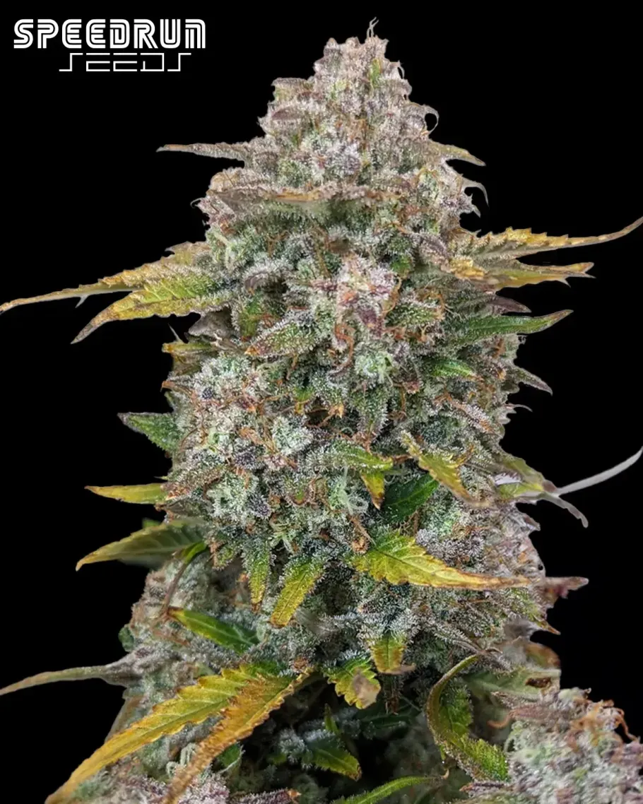 Frosted Cherry O's F3 Autoflower Seeds