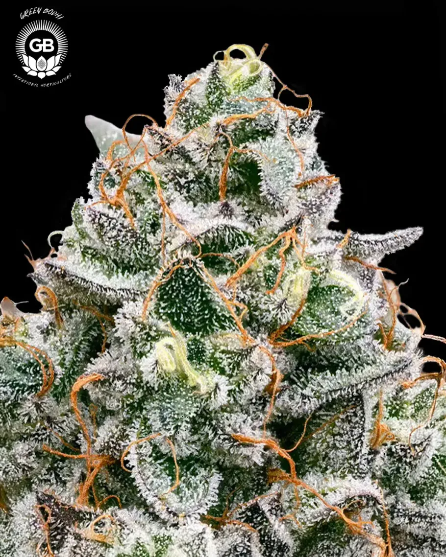 Frosted Pie Seeds