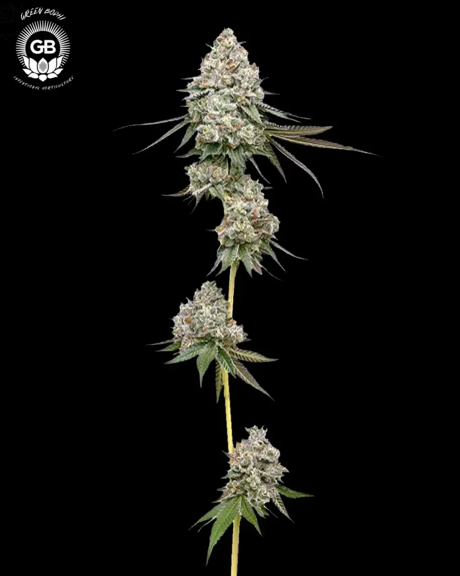 Frosted Pie Seeds