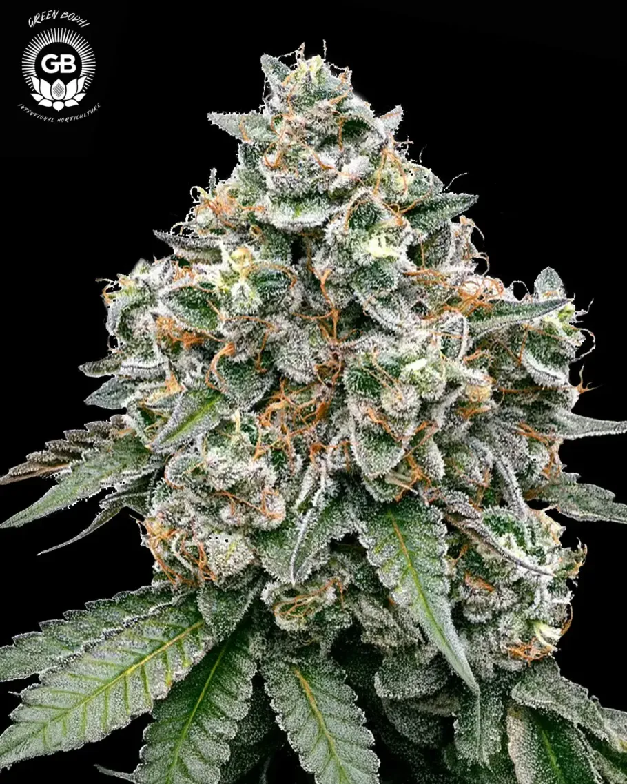 Frosted Pie Seeds