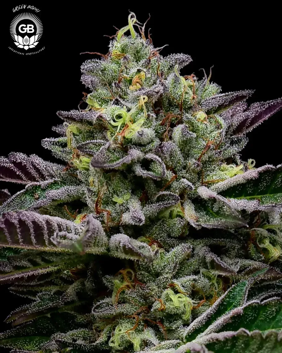 GelBanger Seeds