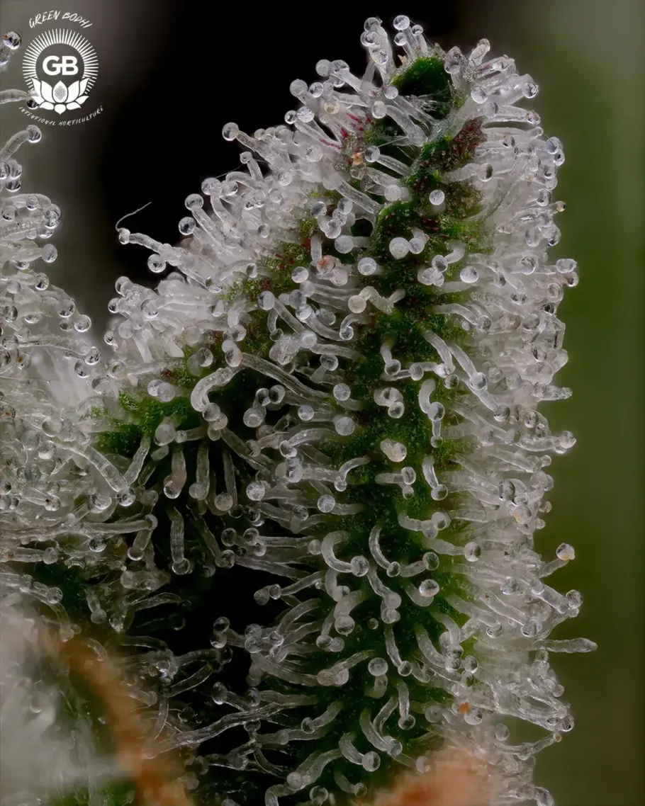 GelBanger Seeds
