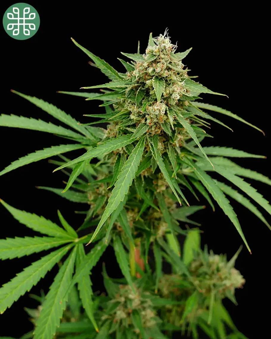 Gooseberry Syrup Autoflower Seeds