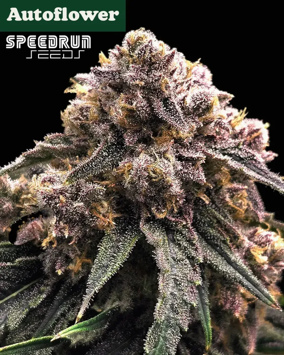 Granite Haze F5 Autoflower Seeds