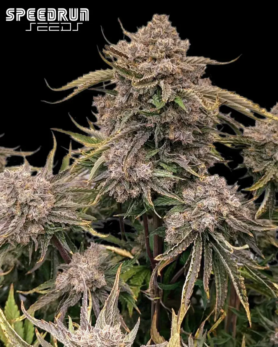 Granite Haze F5 Autoflower Seeds