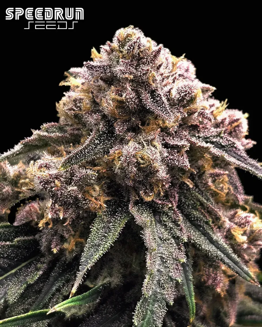 Granite Haze F5 Autoflower Seeds