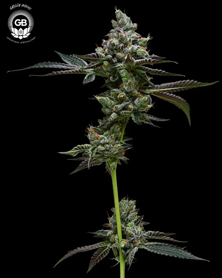 Grape Gellyz Seeds