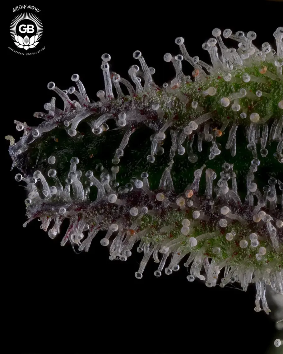 Grape Gellyz Seeds