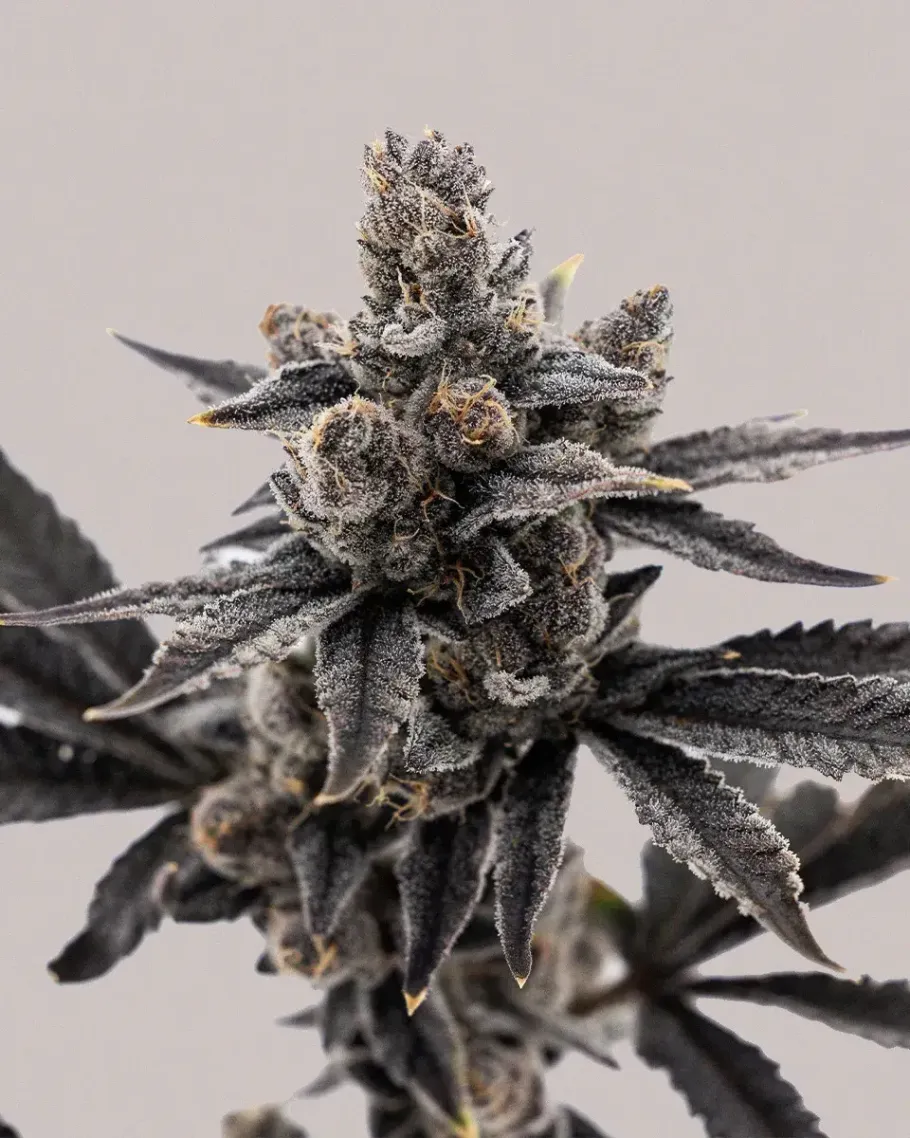 Grape Runtz Seeds