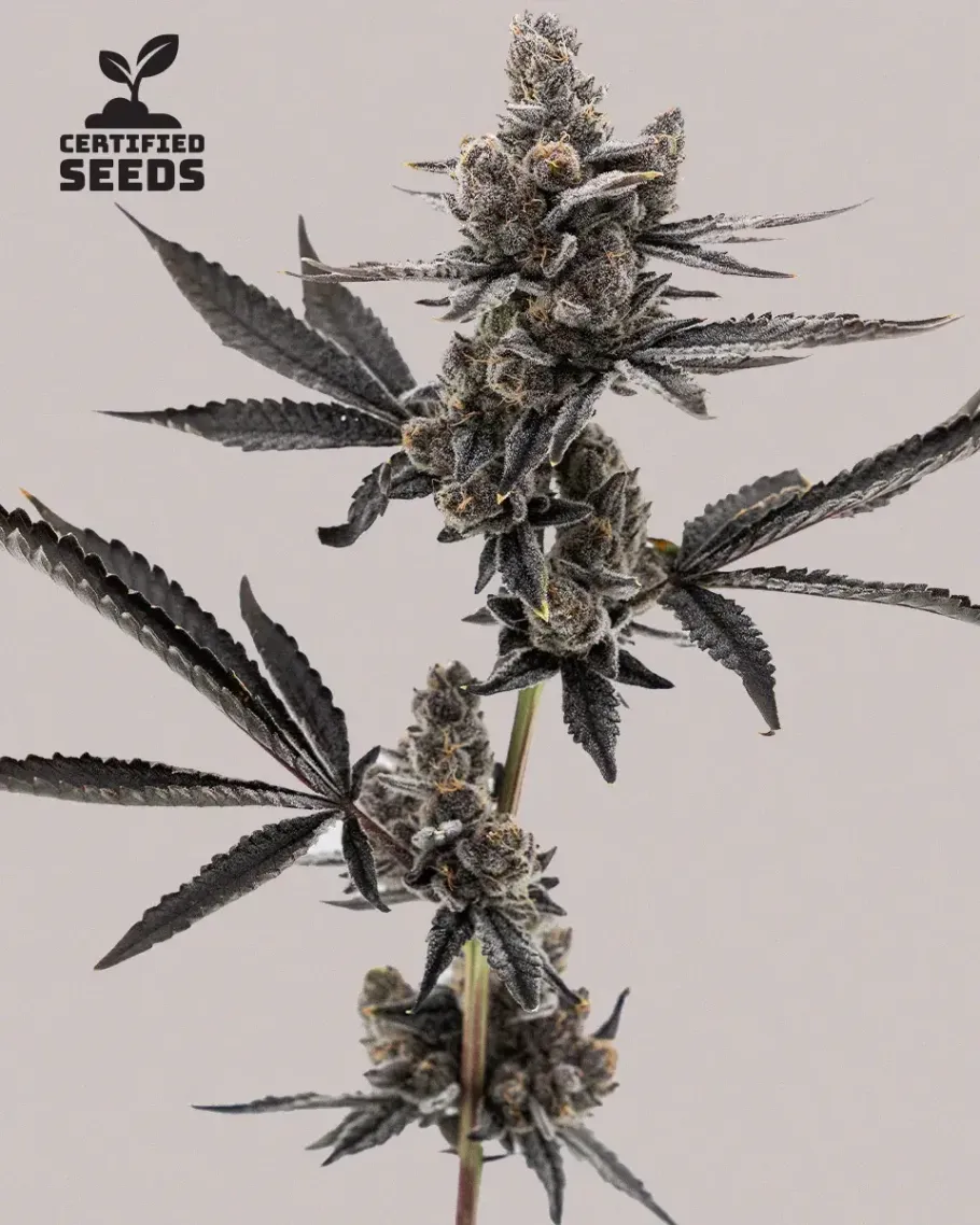 Grape Runtz Seeds
