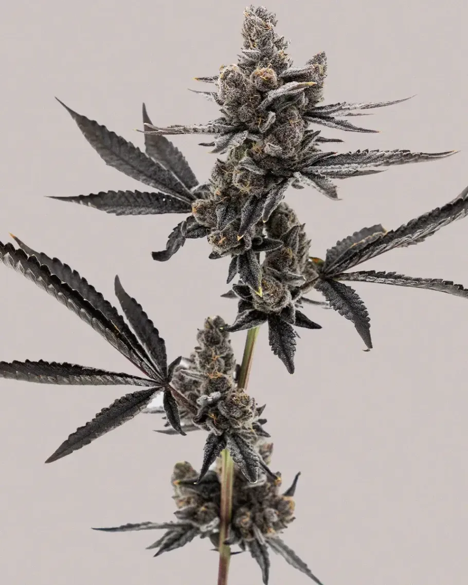 Grape Runtz Seeds
