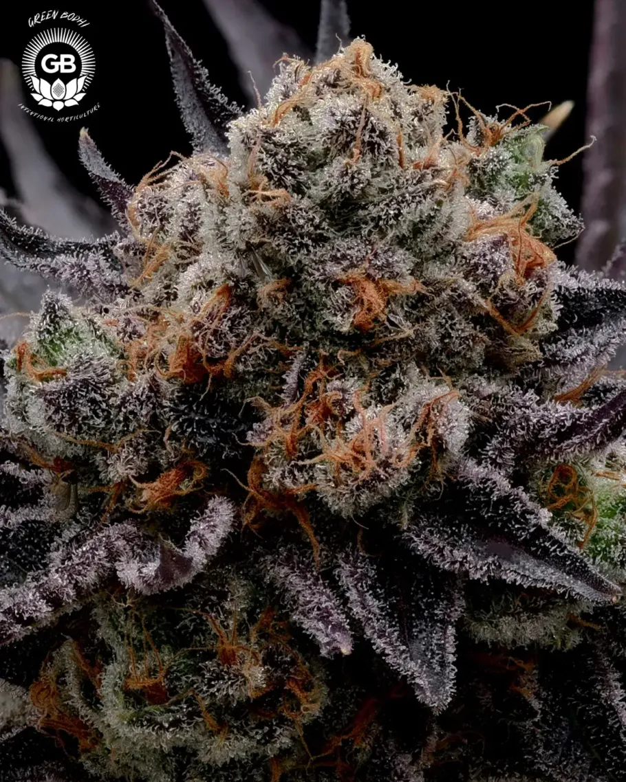 Hazy Girl Seeds
