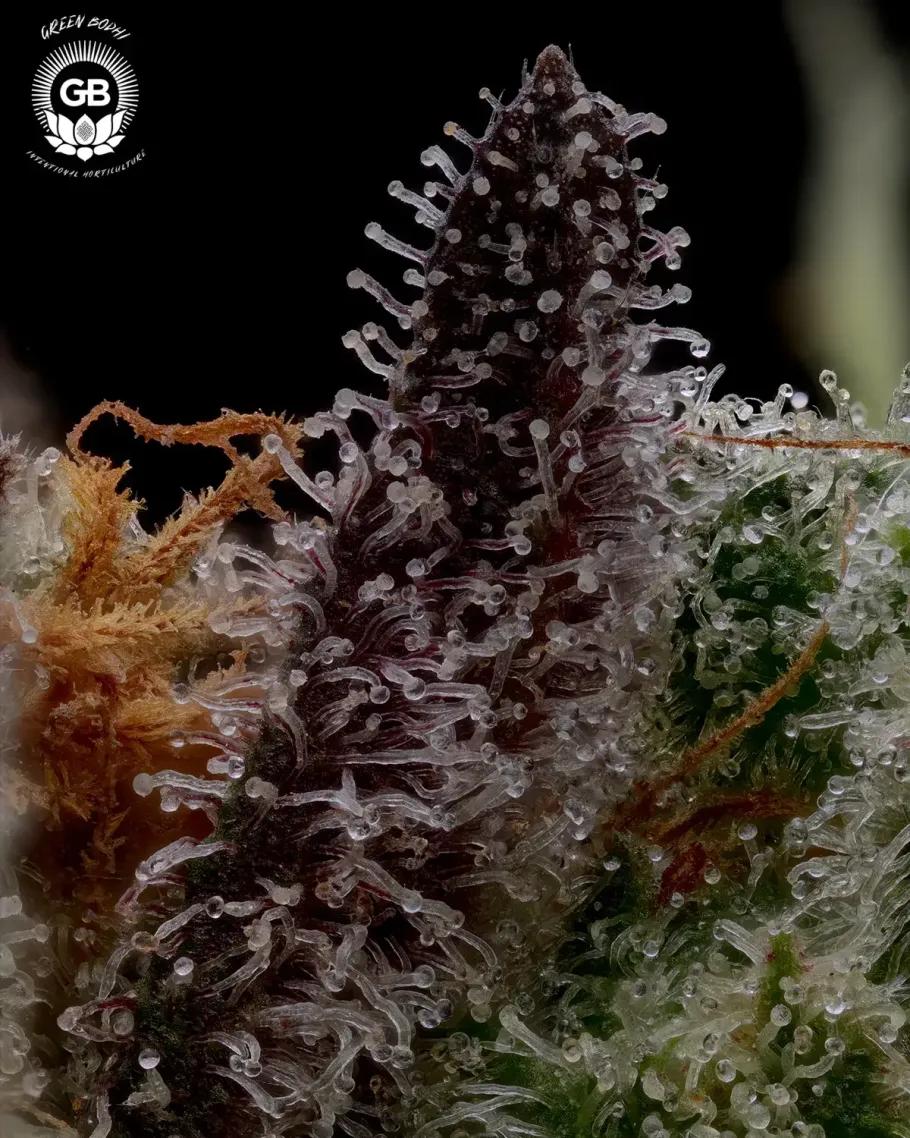 Hazy Girl Seeds