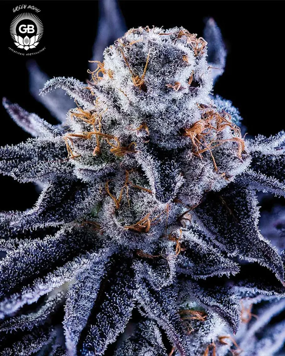 Hazy Girl Seeds