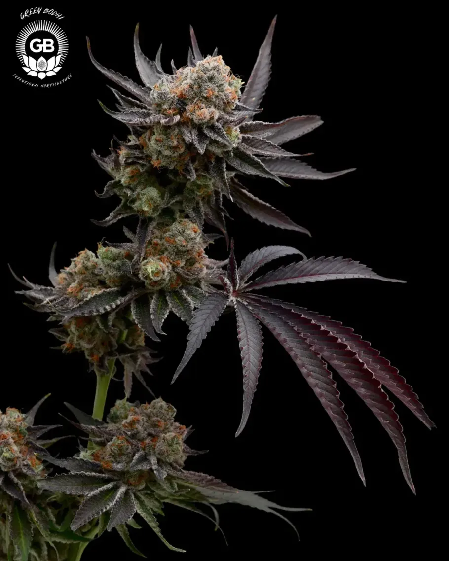 Hazy Girl Seeds