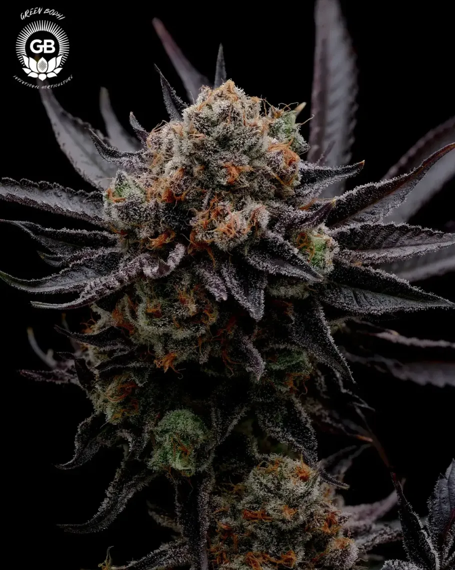 Hazy Girl Seeds