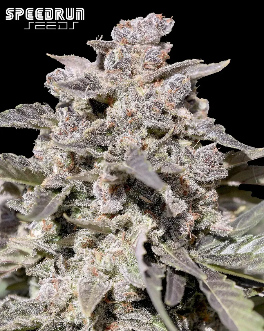 Iced Latte Autoflower Seeds
