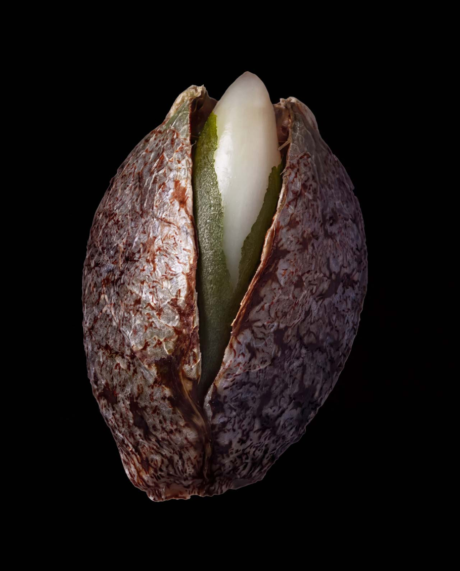 Berry Cheese Autoflower Seeds