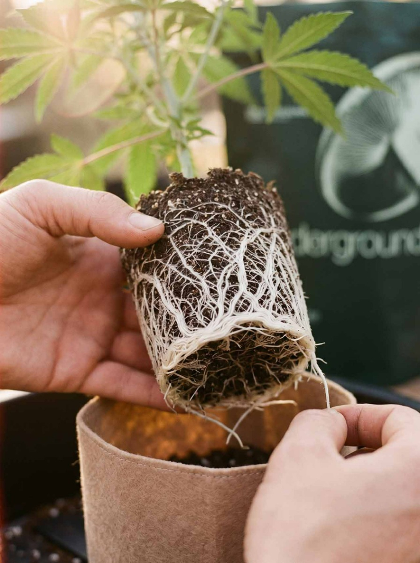 Seed to Harvest Grow Kit