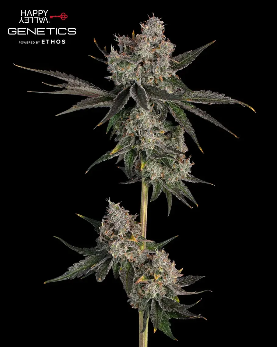 Knockout Seeds