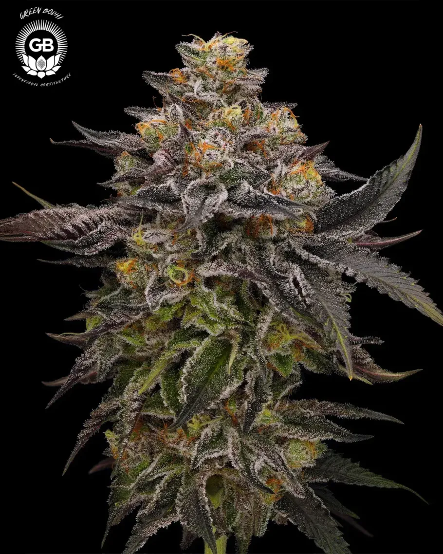 LCGellyz Seeds
