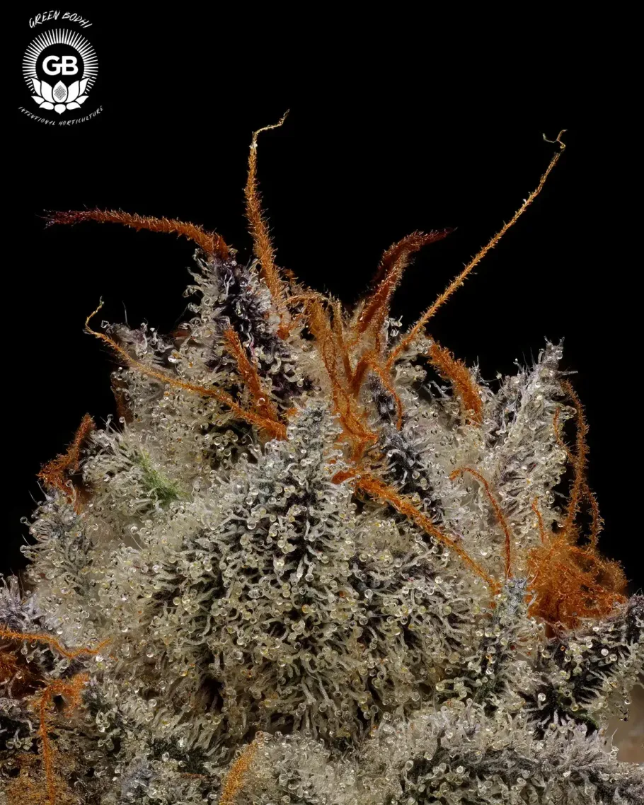 LCGellyz Seeds