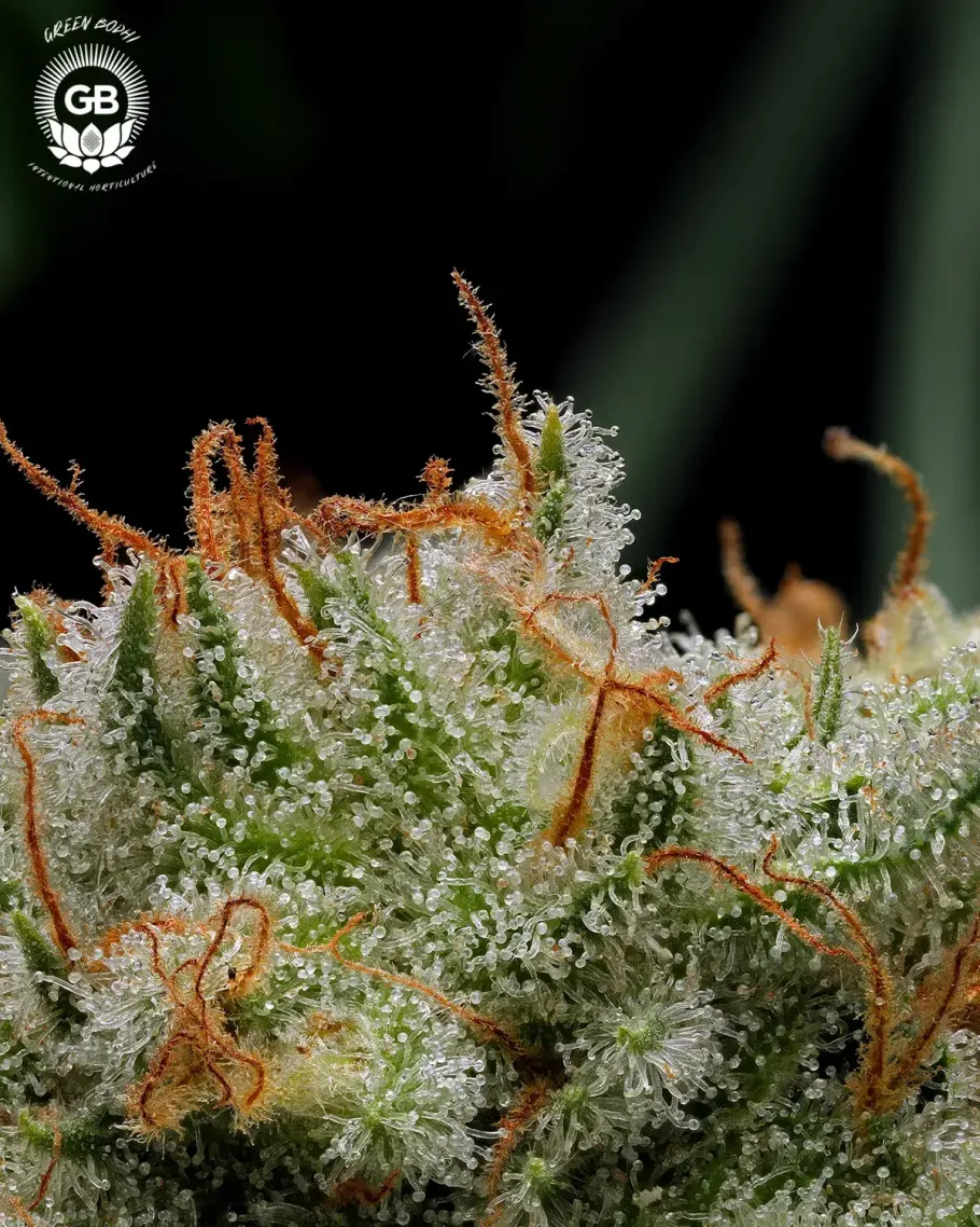 Mystery Haze Seeds