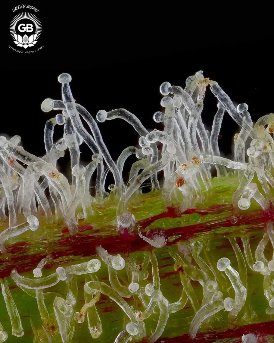 Mystery Haze Seeds