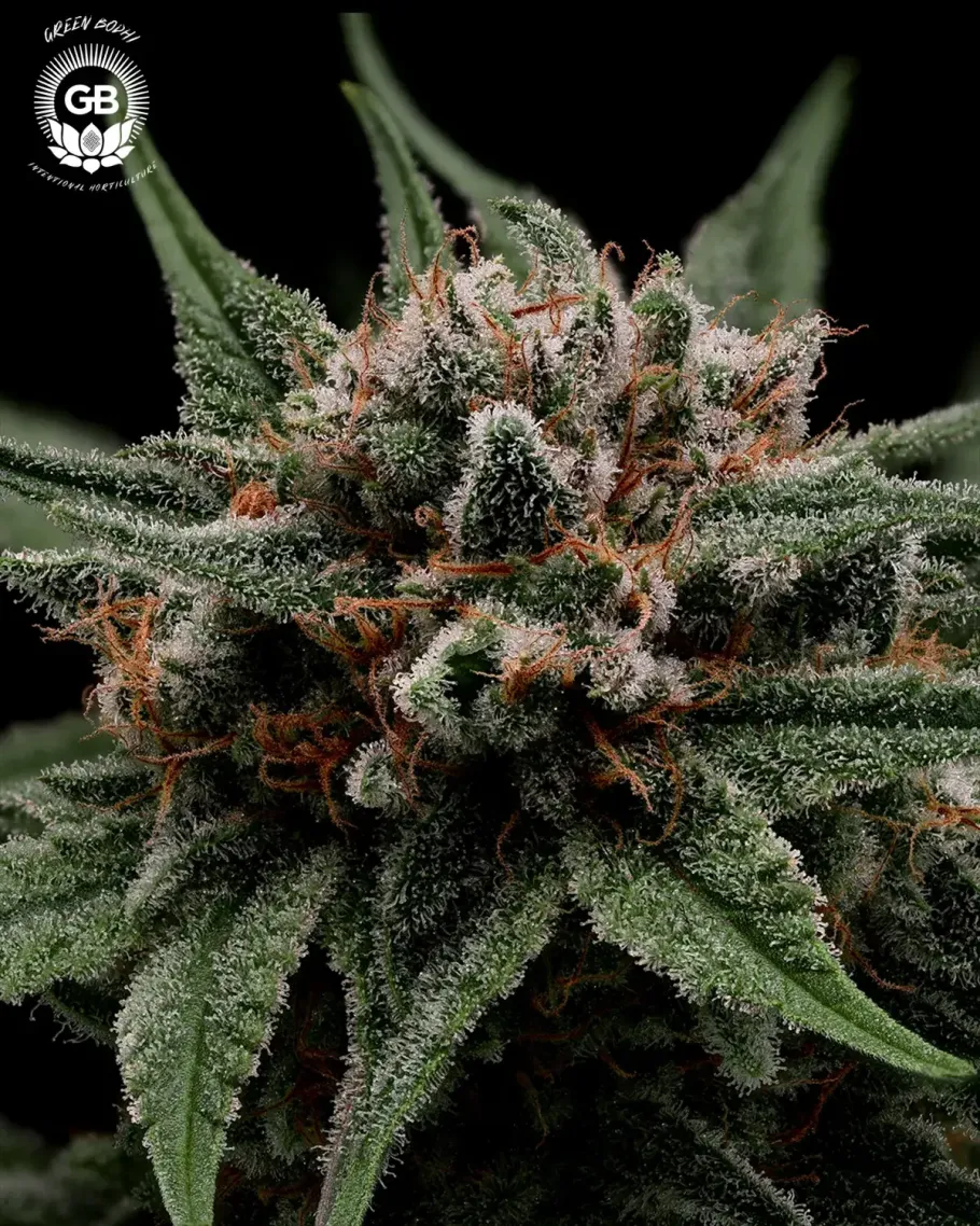 Mystery Haze Seeds